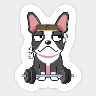 Funny french bulldog is exercising Sticker